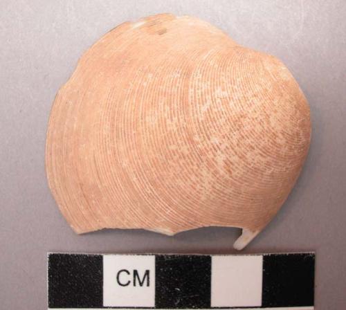 Shell with perforation in umbo--broken.