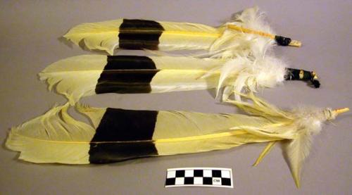 Plumes for headdress