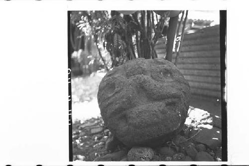 Large jaguar-effigy stone head.  Smooth back.  Size (max.) width = 70 cm., thick