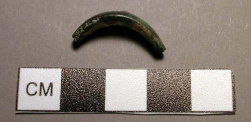 Fibula, leech