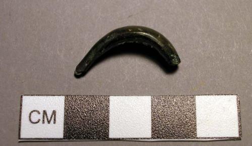 Fibula, leech