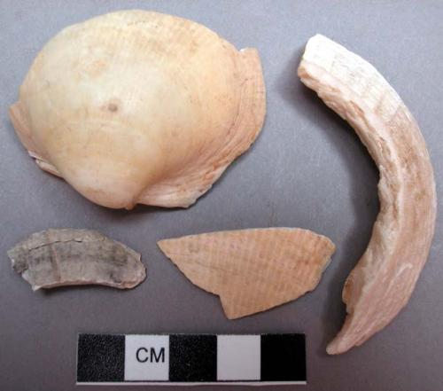 Misc. fragments of shell.