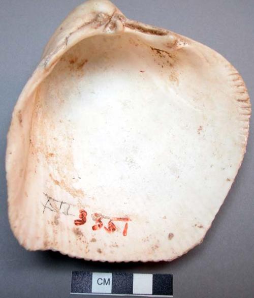 Shell, large bivalve broken along rim