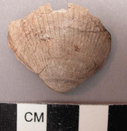 Incomplete, burned glycymeris shell.