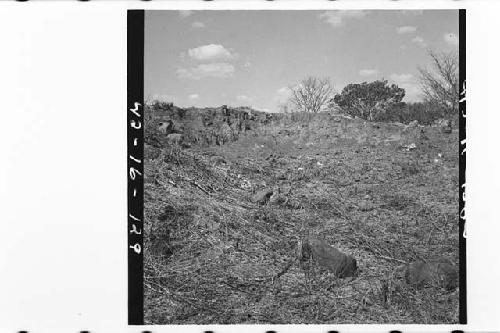 Excavation into south side of Mound 1, showing adobe core