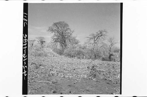 Panorama of east side showing largest mounds