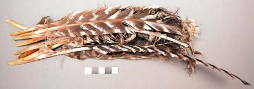 Turkey feathers