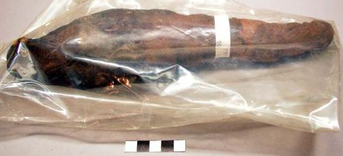 Mummified hawk. 11.75 in. long