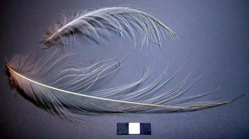 Feathers, white plumes, fine widely spaced filaments