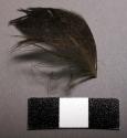 Feather fragment, speckled brown