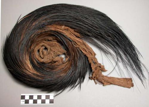 Cassowary feather headdress