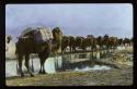 Camels in oasis, April 1923