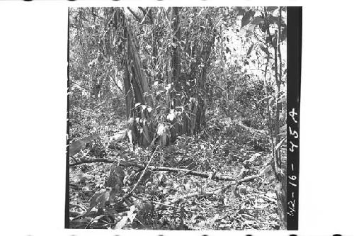 View of Largest Mound in Ruins on Finca El Socorro of Don Pedro Ventura