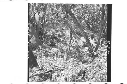 View of Largest Mound in Ruins on Finca El Socorro of Don Pedro Ventura