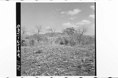 Panorama of east side showing largest mounds