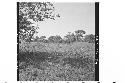 Ball Court, looking south from center of north boundary mound. Mound 10 at right