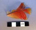 Feather, yellow, orange and red. Probably broken off of larger object