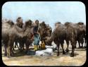 Lantern slide of man feeding camels, hand-colored