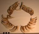 Tooth necklace consisting only of hog teeth (no tiger teeth)