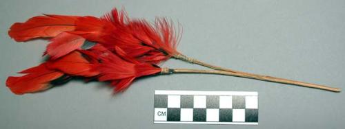 Head ornament of red lory feathers