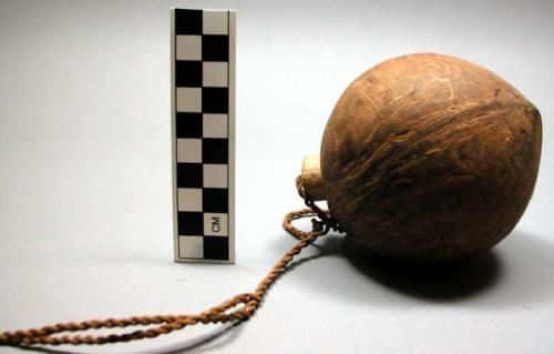 Coconut with attached stopper - for water flask ?