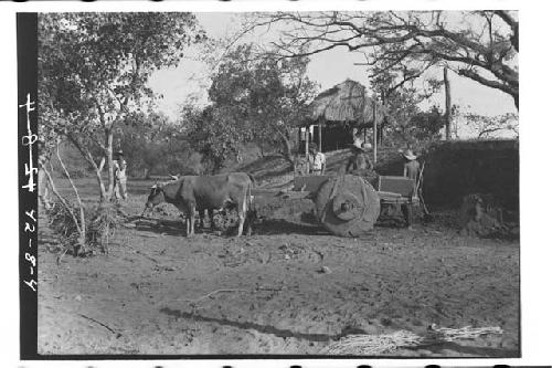 Laborers and ox cart clearing the bank