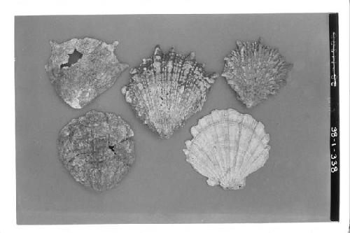 6 Bivalves 3524 (Uax) A2-122, A1-381, A1-293, A1 521. L A1-293 13.5 cms