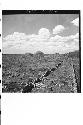 View of Central Group (Tanmul) from mound of standing structure (Aka'na)