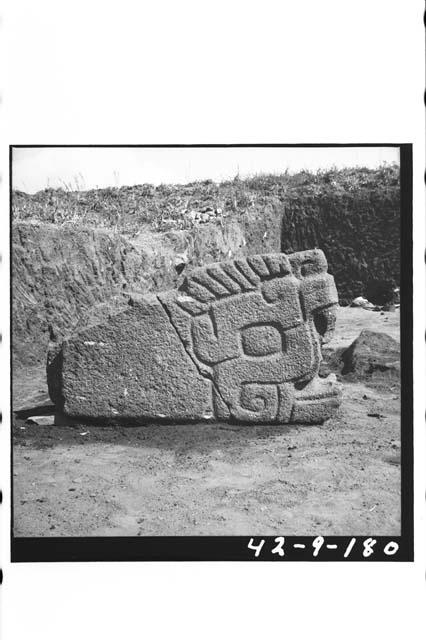 Side view of large tenoned serpent head