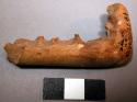 Fragment of drilled blank - illustrating use of bone of extinct moa +