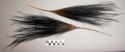 Cassowary feathers arranged as ornament worn in hair - made by men