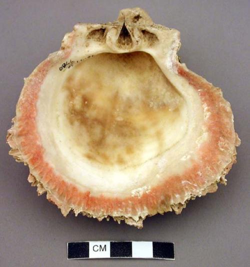 Shell - spondylus