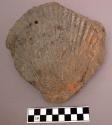 Fossil of scallop shell, losses