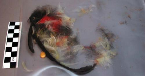 Feather fragments, various colors, 2 pieces attached to skin, 1 corn kernel