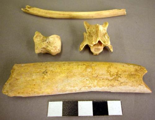 Organic, bone, faunal remains, various animals