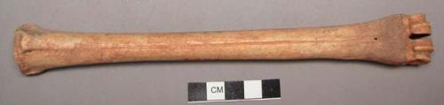 Bone shaft, deeply incised lengthwise one side, partially incised opposite side