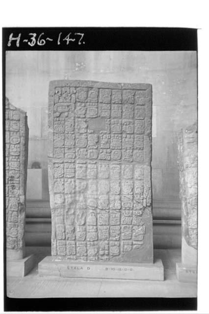 Stela "D", Pusilha, British Honduras