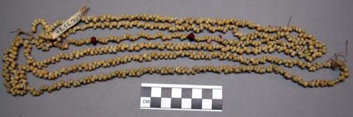 Necklace of small yellow shells and few seeds of red sandalwood