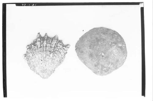 2 shells (outside) A-1-293 F.N. T.II #95 A-1-294 F.N. T.II #96