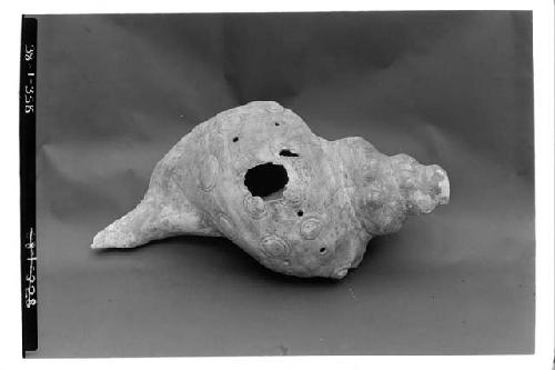 Conch Shell, A1-487a-F. no. 55. L. 44 cm.