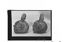 Two small plumbate vessels with loop, basket handles, cat.# 43-9-147, 148, and T