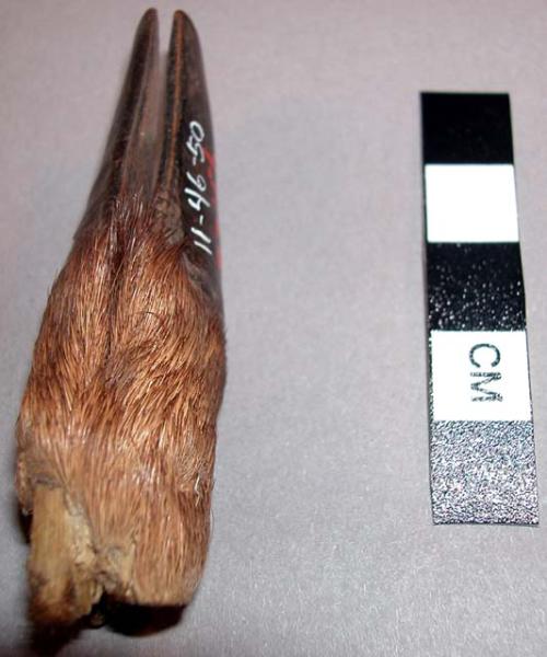 Antelope hoof from 11-46-50/83148