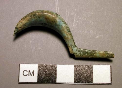 Fibula, leech