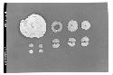 Shell disk A1-644, stone circle A1-644, Perforated stone disks & pieces of stone