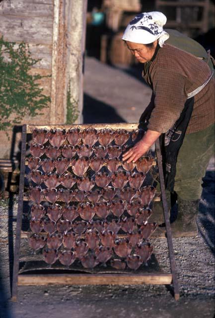 Fish drying