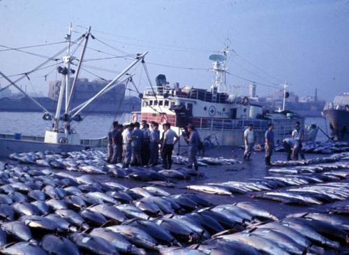 Tokyo -Tsukiji Pier