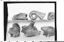 Plumbate Fish, Serpent, Monkey Head Fragment, Fish Pot, and Miniature Toad