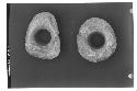 2 earplug flanges-top view A1-489, A1-491. Face of A1-491-8 x 6 cm