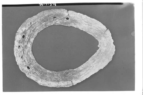 Shell "horse collar" (a1-646). L. 18.2 cm.