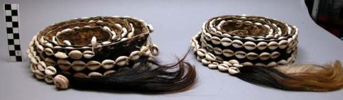 Pair of strips of cowhide wtih cowrie shells worn looped over narrow +